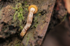 Gymnopilus picreus