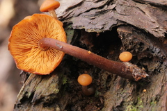Gymnopilus picreus