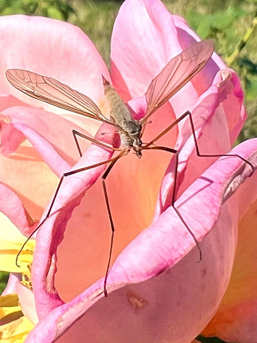 Unknown species found near Mission St SE, Salem, OR, US