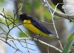 Euphonia chlorotica