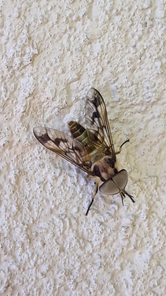 Dichelacera alcicornis