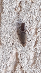 Conoderus fuscofasciatus