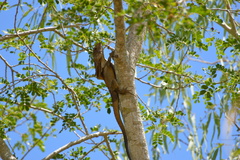 Chlamydosaurus kingii