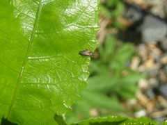 Rhypodes