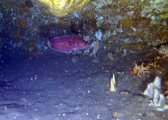 Lotella rhacina