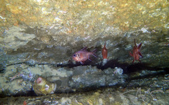 Trachichthys australis