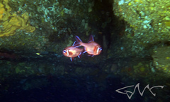 Trachichthys australis