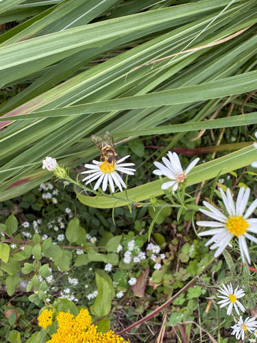 Unknown species found near Hawick Ln, Knoxville, TN, US