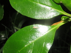 Pyroderces apparitella