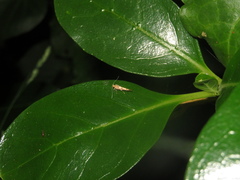 Pyroderces apparitella