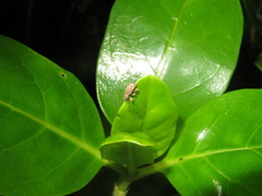 Chalepistes compressus