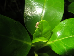 Chalepistes compressus