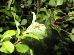 Hemideina crassidens