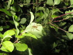 Hemideina crassidens