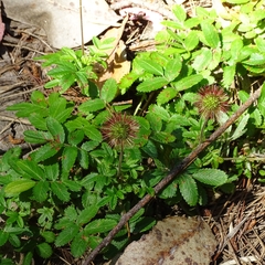 Acaena ovalifolia