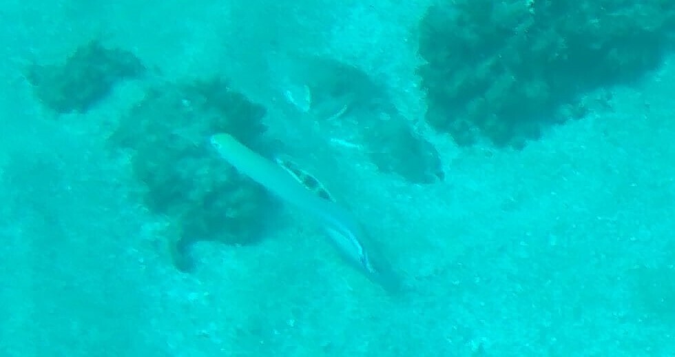 Quakerfish