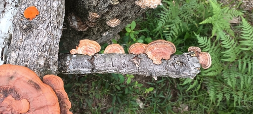 Trametes coccinea
