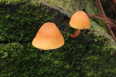 Gymnopilus picreus