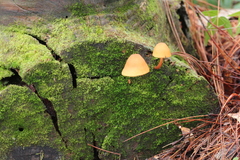 Gymnopilus picreus