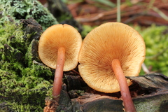 Gymnopilus picreus