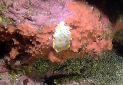 Goniobranchus tasmaniensis
