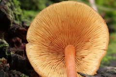 Gymnopilus picreus