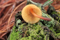 Gymnopilus picreus