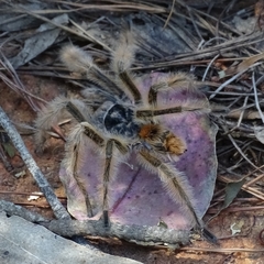 Phrixotrichus vulpinus