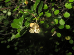 Pseudocoremia indistincta