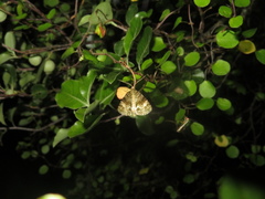 Pseudocoremia indistincta