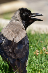Corvus cornix
