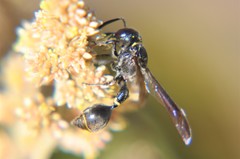 Zethus nigricornis