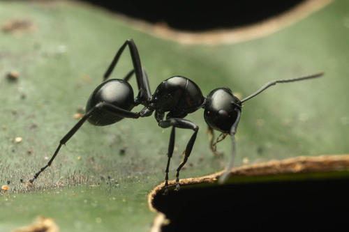 Polyrhachis mackayiPolyrhachis mackayi