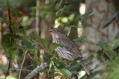 Scenopoeetes dentirostris