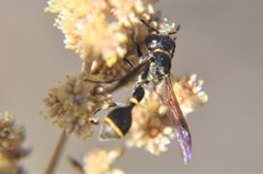 Zethus nigricornis