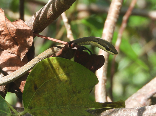 Northern Tree Snake sighting