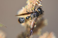 Zethus nigricornis