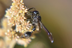 Zethus nigricornis