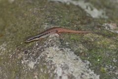 Saproscincus basiliscus