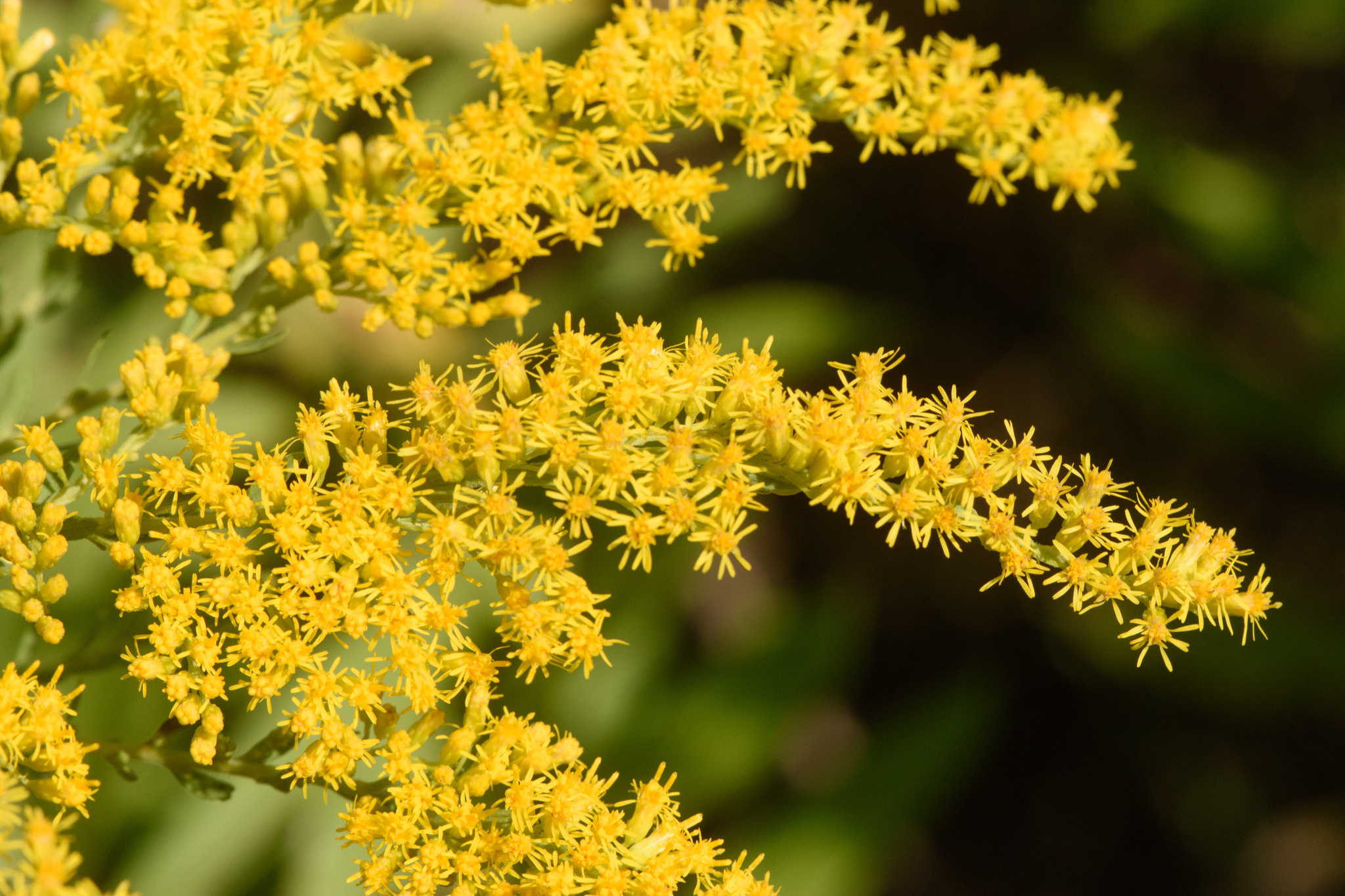 Solidago altissima ssp. gilvocanescens
