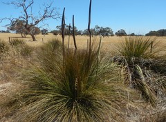 Xanthorrhoea caespitosa
