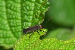 Acroleucus vittaticeps