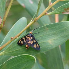 Amata annulata