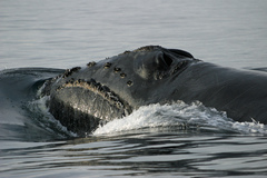North Pacific Right Whale photo 2