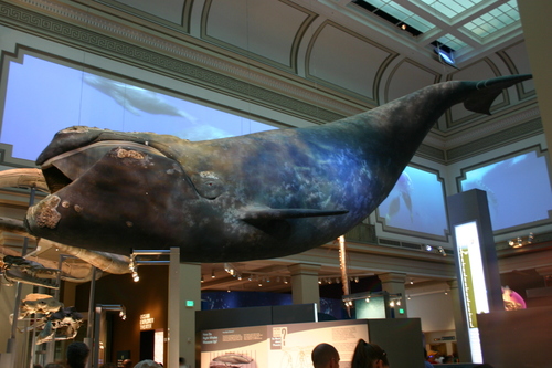 North Pacific Right Whale