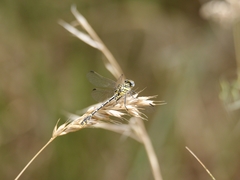 Austrogomphus australis