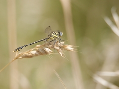 Austrogomphus australis
