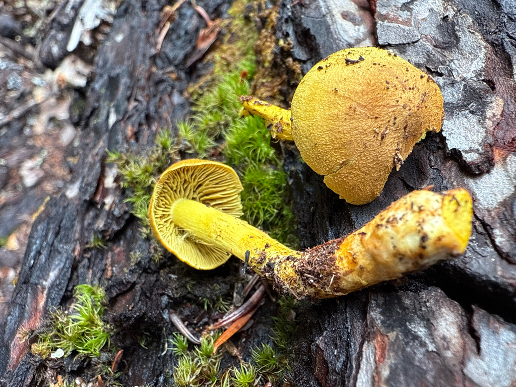 Cortinarius sp. 'NB08'