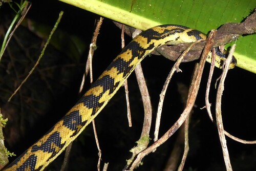 Jungle Carpet Python sighting