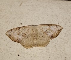 Somatina purpurascens